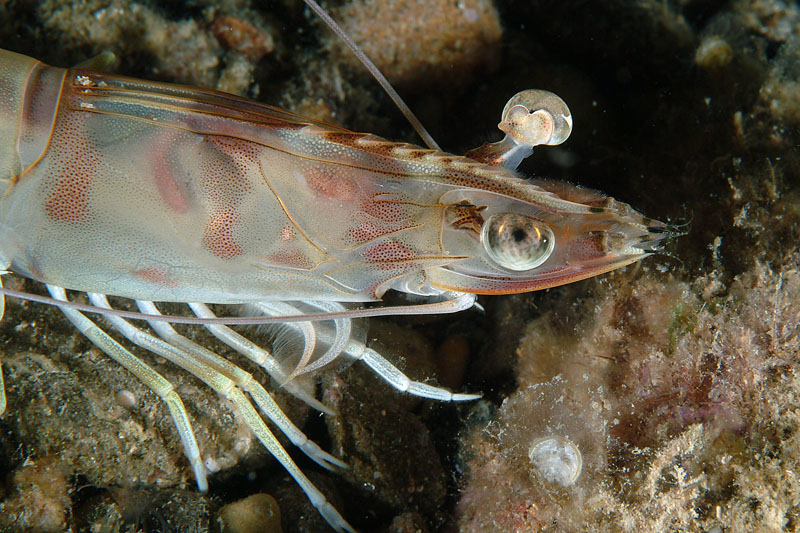 Melicertus kerathurus